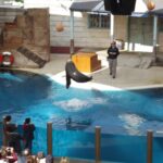 taronga zoo sydney tulení přehlídka