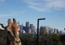 Taronga Zoo v Sydney taronga zoo sydney