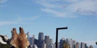 Taronga Zoo v Sydney taronga zoo sydney