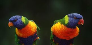 Zajímavá zvířata, endemiti i nebezpečná fauna Austrálie