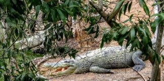 Cairns láká Velkým bariérovým útesem a národními parky v okolí cairns austrálie