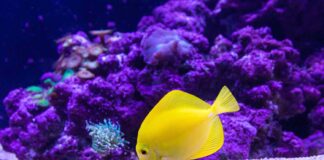 Velký bariérový útes je největší korálový útes nejen v Austrálii, ale na celém světě! velký bariérový útes v Austrálii