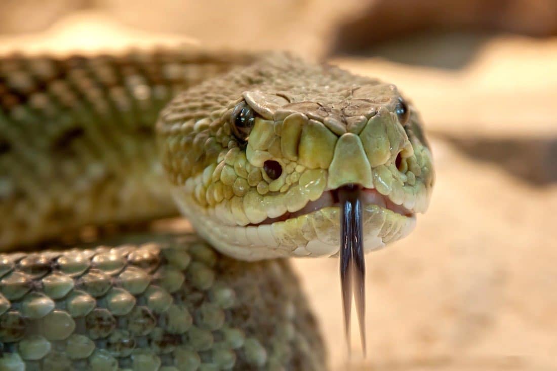 nejjedovatější hadi na světě
