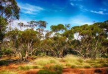 Příroda Austrálie příroda austrálie