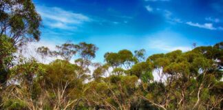 Příroda Austrálie příroda austrálie