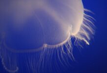 Čtyřhranka smrtelná, medúza s délkou až šest metrů čtyřhranka smrtelná medúza