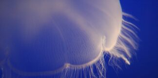 Čtyřhranka smrtelná, medúza s délkou až šest metrů čtyřhranka smrtelná medúza