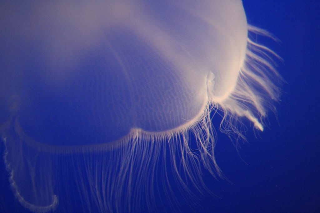 čtyřhranka smrtelná medúza