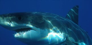 Žralok bílý neboli lidožravý, obávaný australský zabiják zralok bily lidozravy