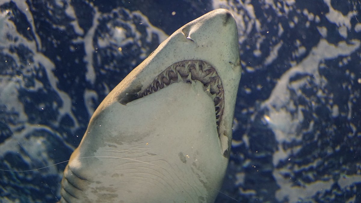 žralok - zuby
