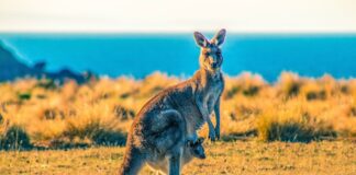 Klokan – symbol australského kontinentu Austrálie-symbol australského kontinentu