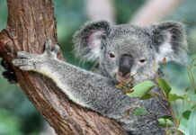 Kde vidět koaly v Austrálii kde vidět koaly v Austrálii