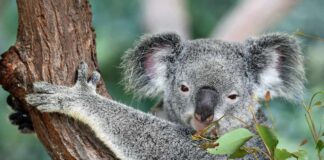 Kde vidět koaly v Austrálii kde vidět koaly v Austrálii