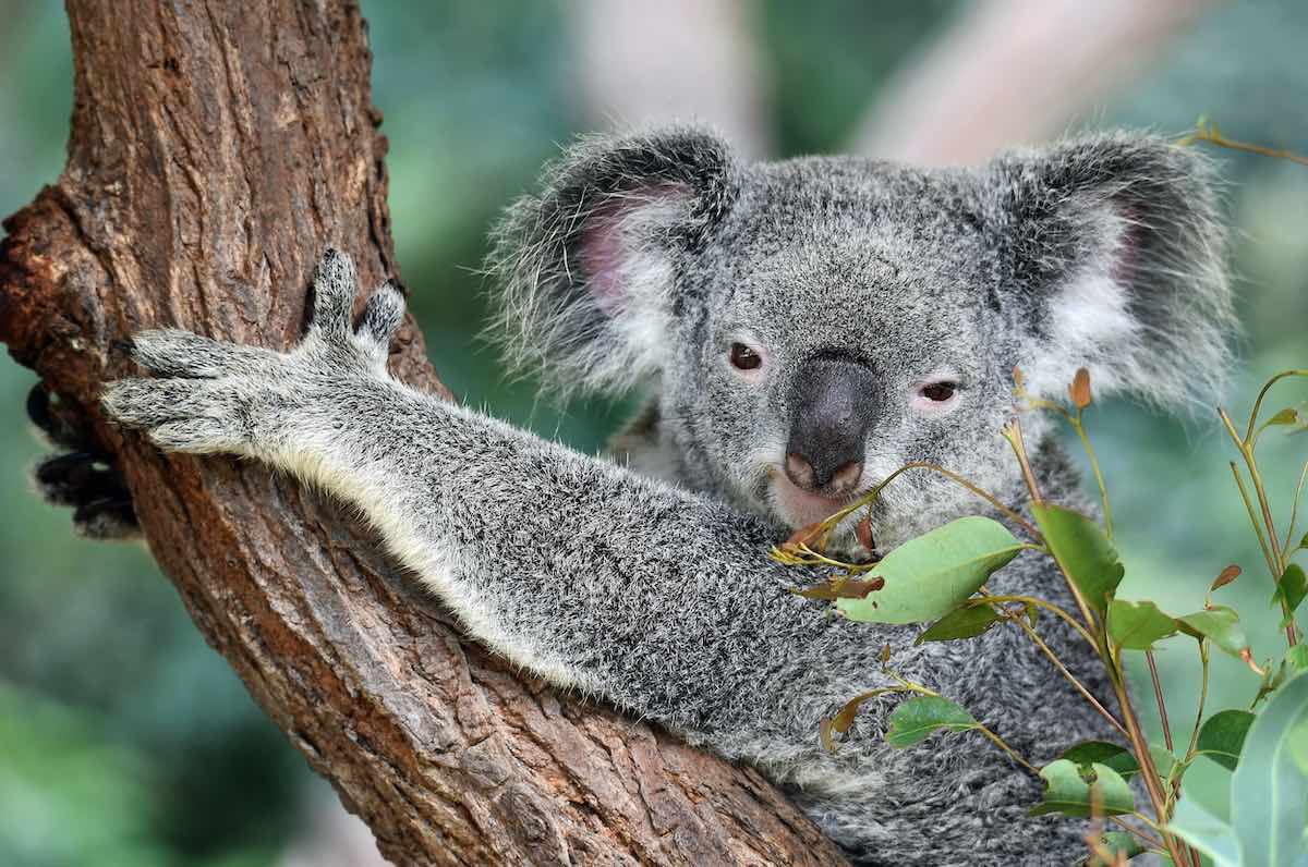 koaly v Austrálii
