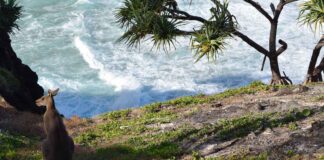 Klokaní ostrov Klokaní ostrov