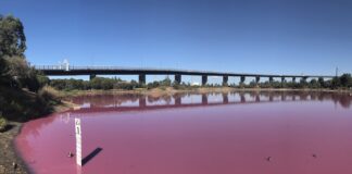 Růžové jezero v Austrálii růžové jezero v Austrálii