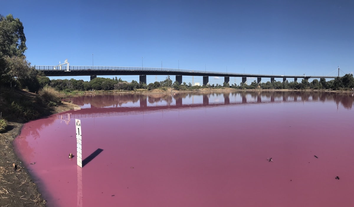 růžové jezero v Austrálii