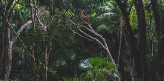 Prales Daintree prales Daintree