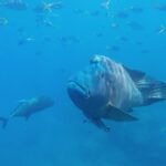 Whitsundays-podmorsky-svet