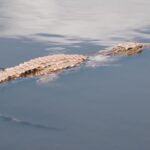 narodni-park-Kakadu-krokodyl