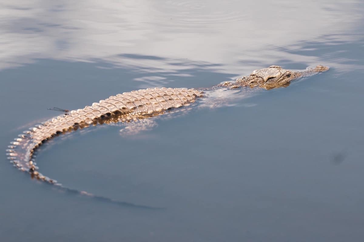 národni park Kakadu - krokodýl