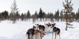 Zimní sporty v Austrálii zimní sporty v Austrálii